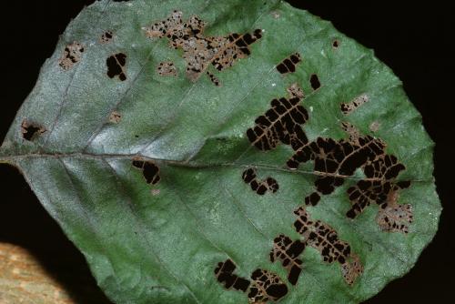 Acalitus brevitarsus